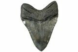 Fossil Megalodon Tooth - Huge River Meg #315440-2